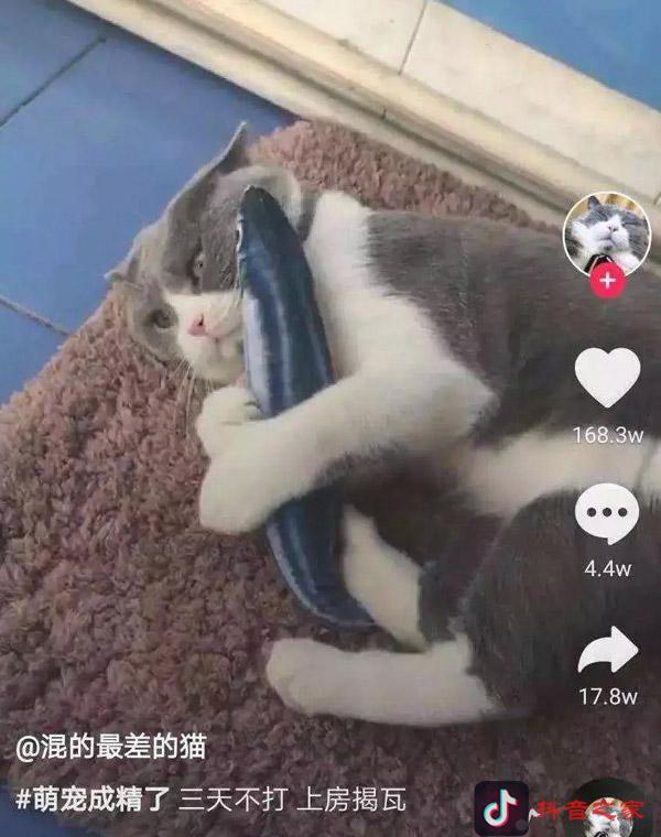 抖音什么內(nèi)容容易火？這10個大類才是關(guān)鍵！